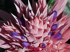 Fascinating Aechmea fasciata