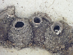 Cliff Swallow nests