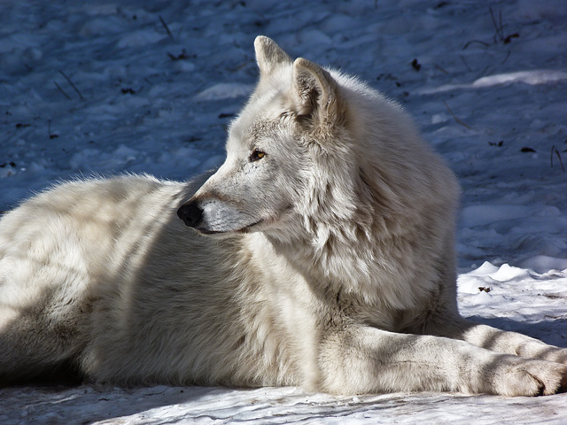 Timber Wolf enjoying the sun