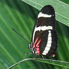 Hewitson's Longwing / Heliconius hewitsoni