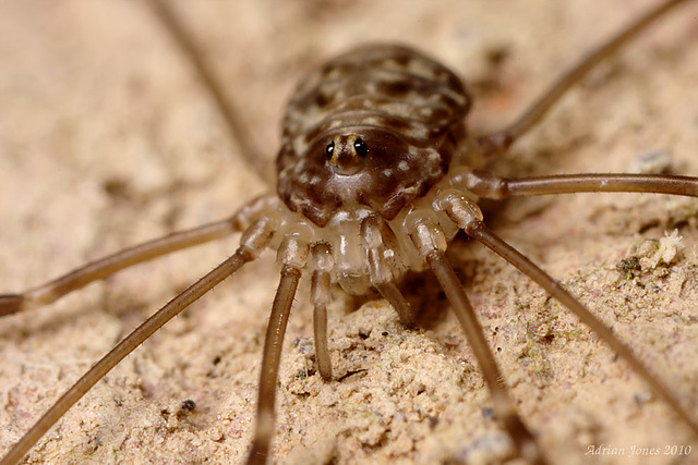 Harvestman