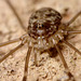 Harvestman