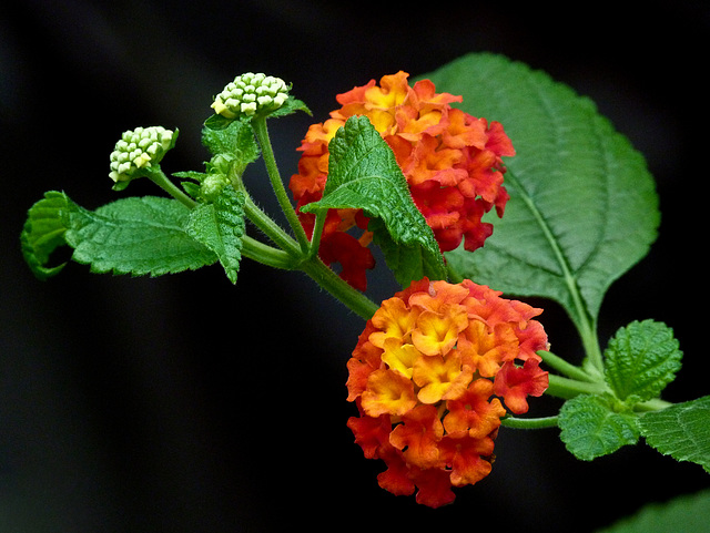 Tropical Lantana