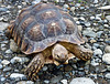 African Spur Tortoise / Geochelone sulcata