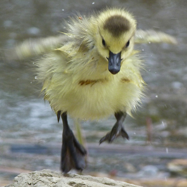 Jumping for joy!