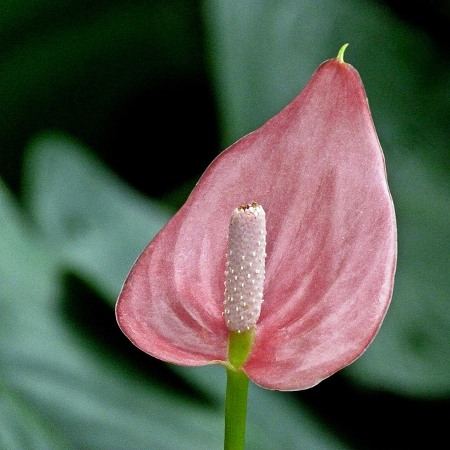 Elegant pink