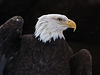 The mighty Eagle