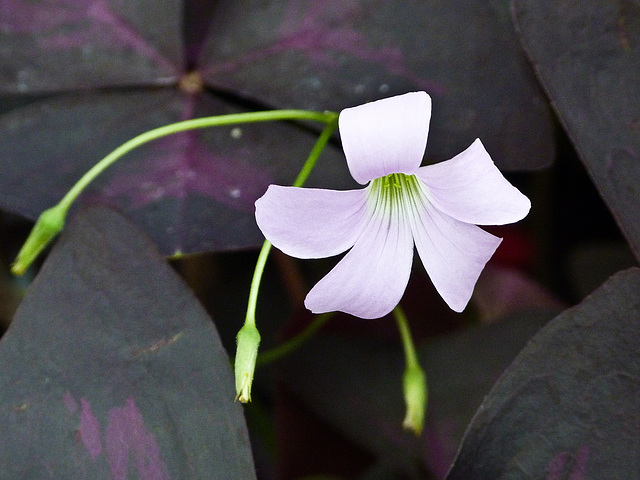 Purple Shamrock / Oxalis triangularis