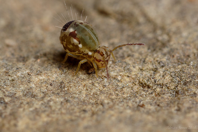 Calvatomina nr superba