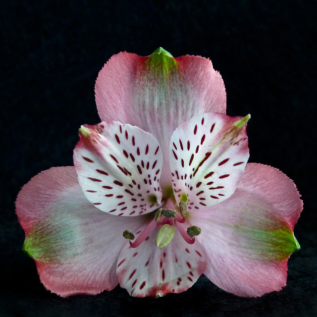 Peruvian Lily