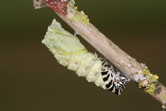 European Swallowtail (Papilio machaon gorganus) larva pupating (14)