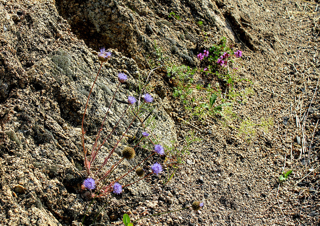 Jasione sur granite décomposé