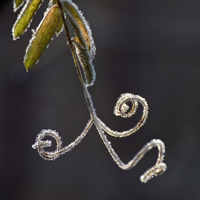 Icy tendrils