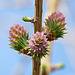 Hybrid Larch female flowers