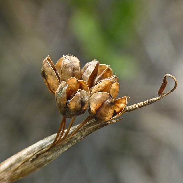 Blue-eyed grass seedpods