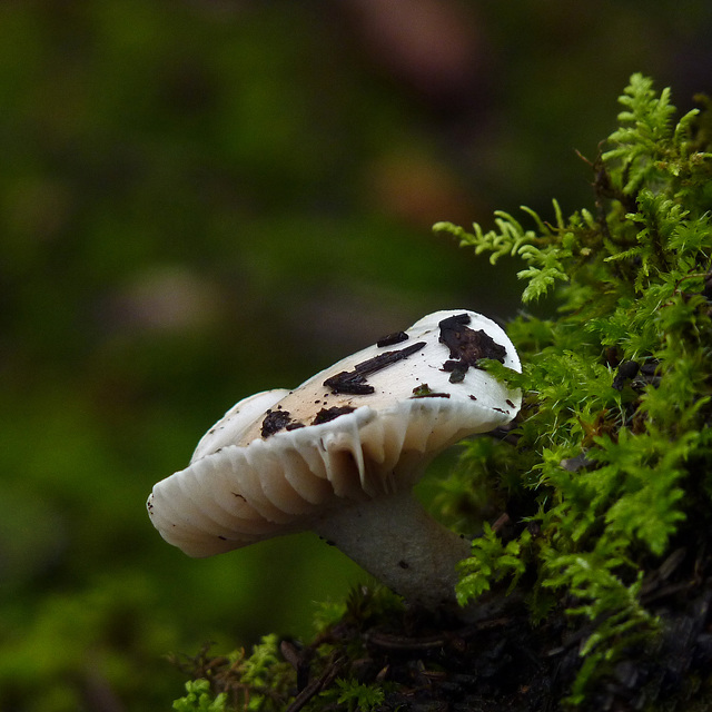 Mushroom, moss and bokeh