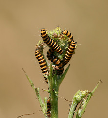 Cinnabar Moth (Tyria jacobaeae) caterpillars