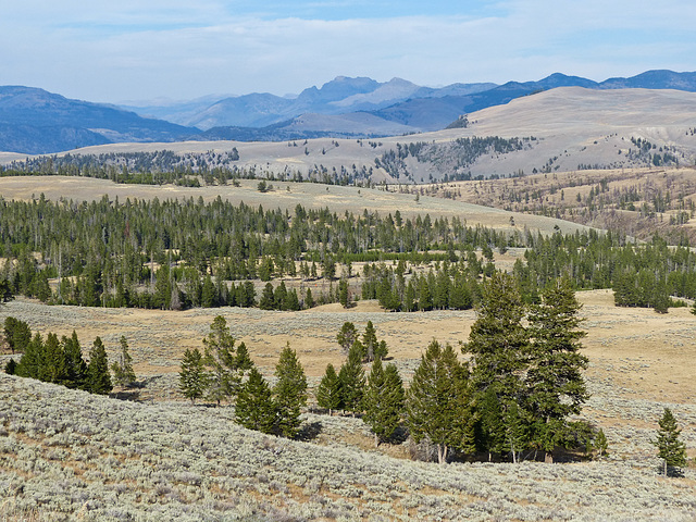 The rolling hills of Yellowstone