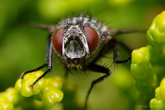 Fly portrait.