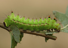 Chinese moon moth (Actias selene ningboana) caterpillar