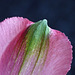 Peruvian Lily petal
