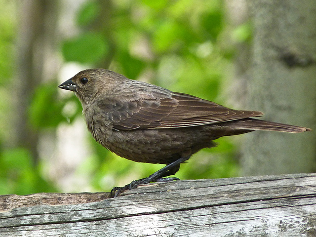 Brown-headed Cowbird