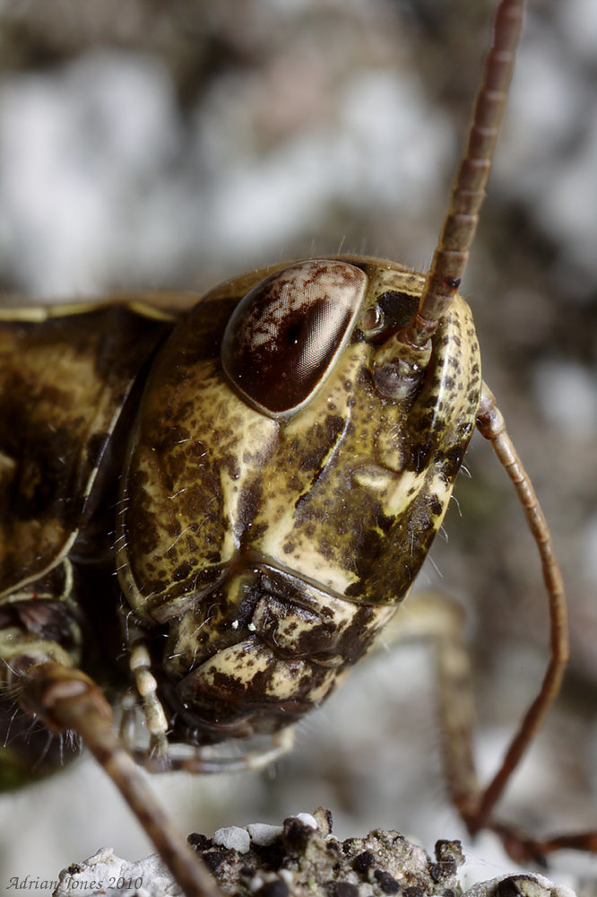 Field Grasshopper (Chorthippus brunneus)