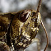 Field Grasshopper (Chorthippus brunneus)