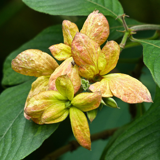 Tropical bloom