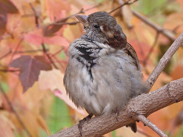 Fluffed and alert