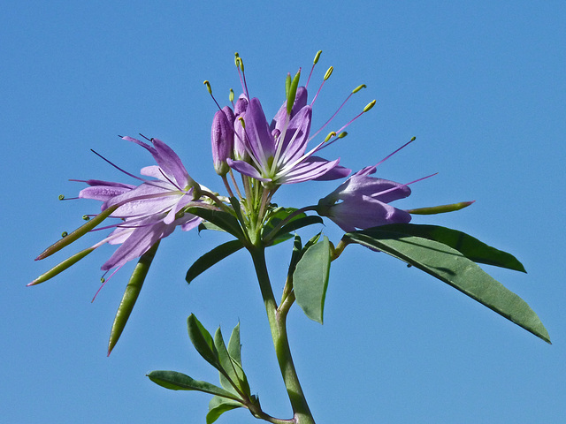 Bee Spiderflower / Cleome serrulata