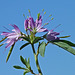 Bee Spiderflower / Cleome serrulata