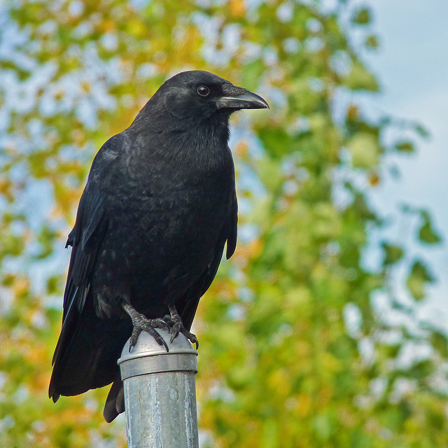 American Crow