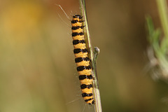 Cinnabar moth (Tyria jacobaeae) caterpillar