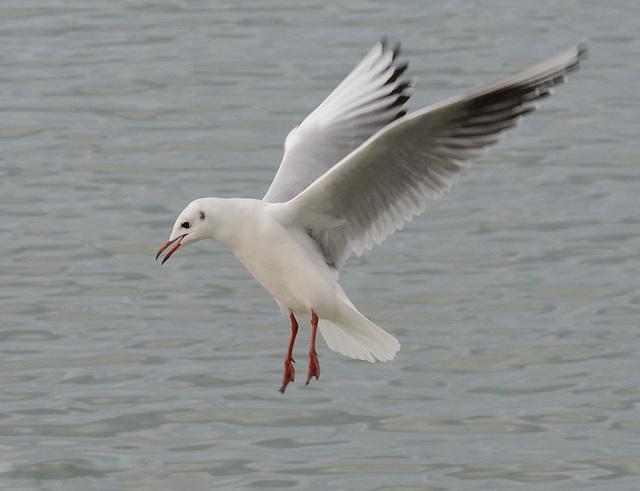 Mouette en folie