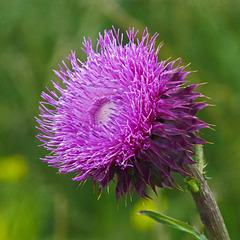 Nodding Thistle / Carduus nutans