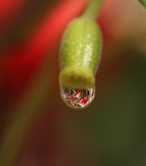 Water droplet on Fuchsia seedpod