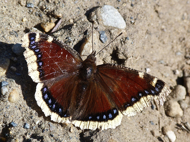 Mourning Cloak