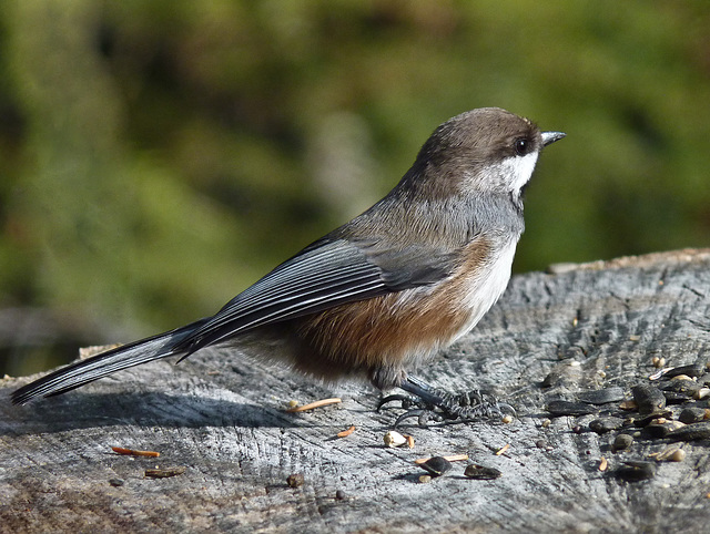 Boreal Chickadee