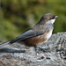 Boreal Chickadee