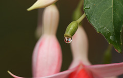 Water droplet on Fuchsia seedpod