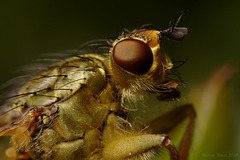 Dung Fly Closeup.