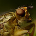 Dung Fly Closeup.