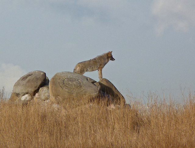 Surveying its territory