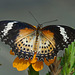 Malay Lacewing / Cethosia hypsea