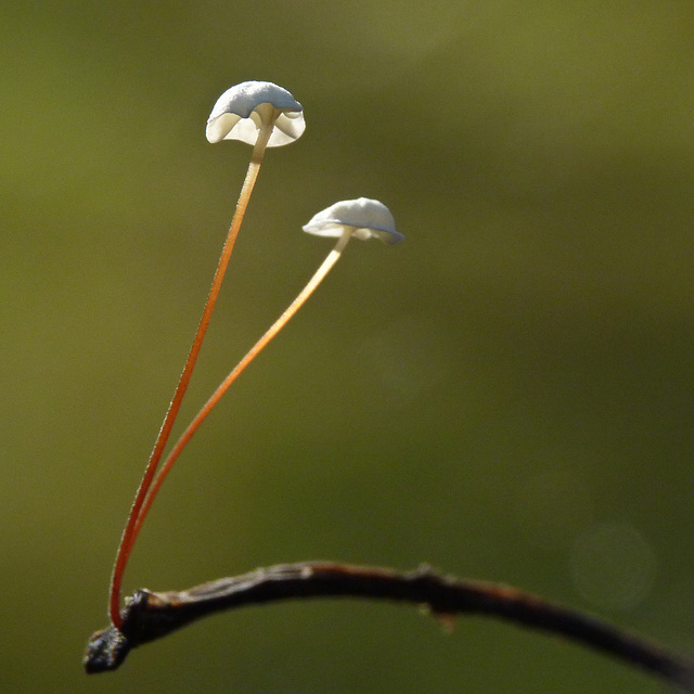 Life on a leaf stalk