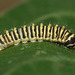 Cherry moth (Callosamia promethea) caterpillar, 2nd instar