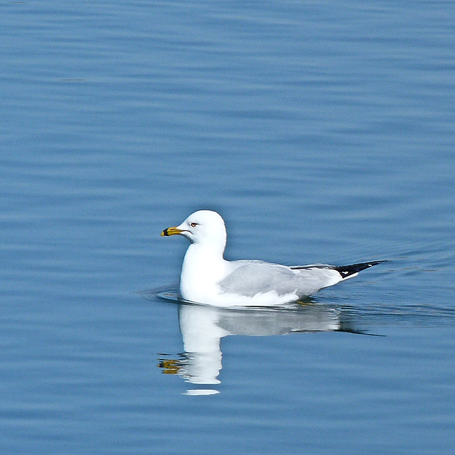 Ring-billed Gull