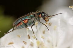 Common Malachite Beetle