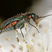 Common Malachite Beetle